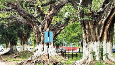 UT, MC officials to come up with tree map of Chandigarh