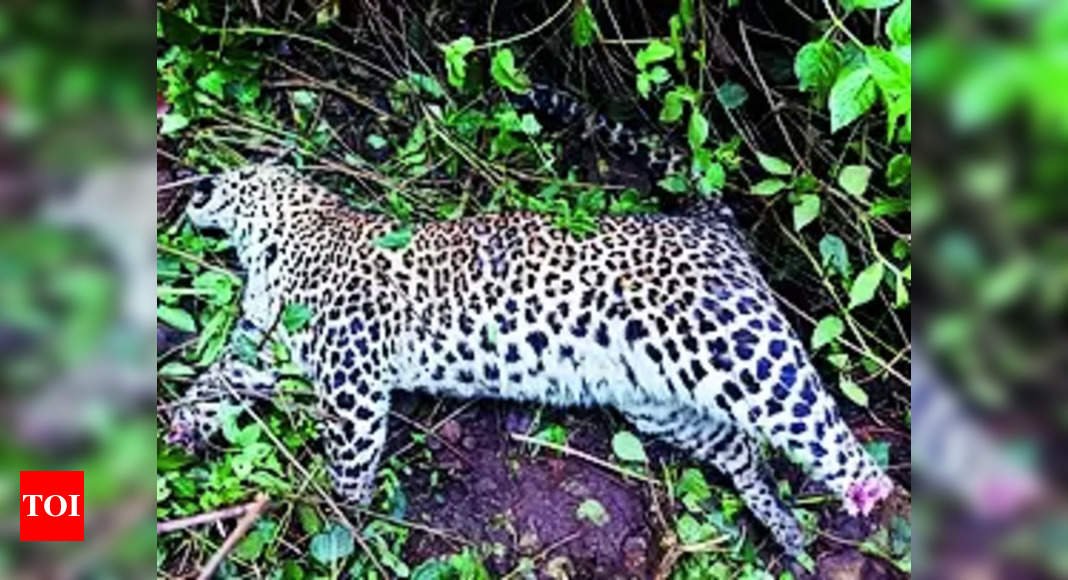 Carcass of black leopard found in Kotagiri