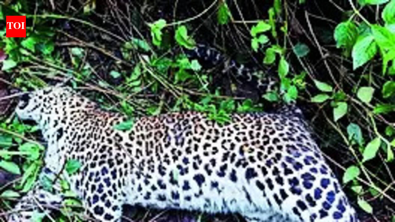 Leopard: Leopard found dead in metal trap in private estate ...