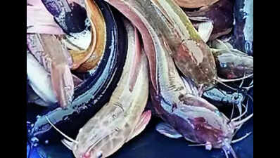 Local Body To Set Up Gene Bank Of Native Frogs, Fish | Kochi News - The ...