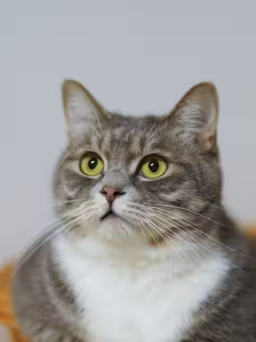 5 Cat Infections That Humans Can Catch Times Now