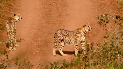 Cheetah, Launch Pad - Life Size