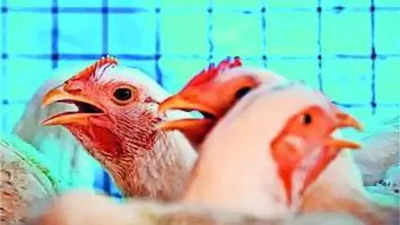 West Bengal flags human health risk from poultry antibiotic shots