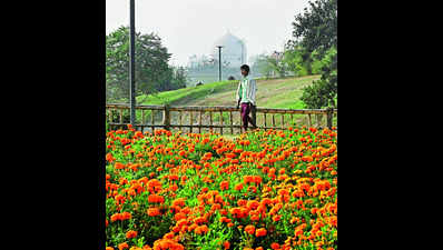 Adding to flowery reception: Delhi to plant 3 lakh tulip bulbs, and not in Lutyens’ alone