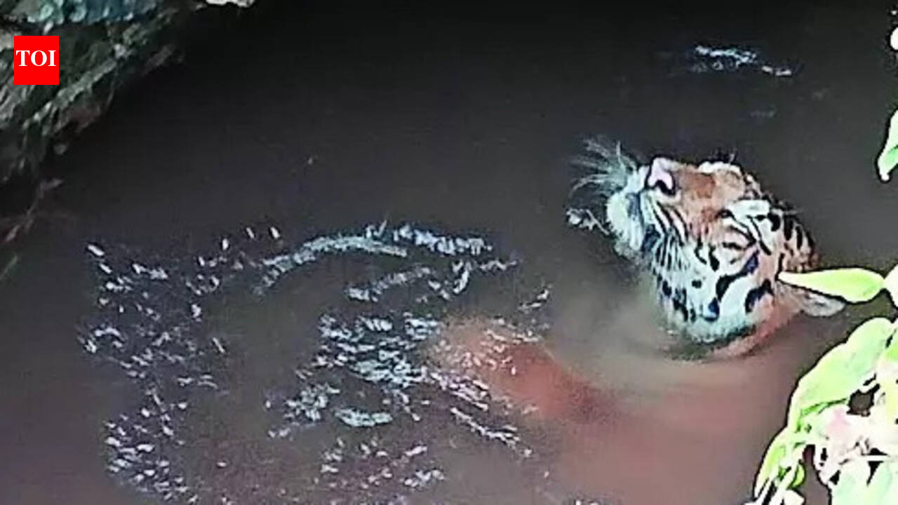 Tiger: Stripes lost: 1 more tiger dead | Nagpur News - The Times of India