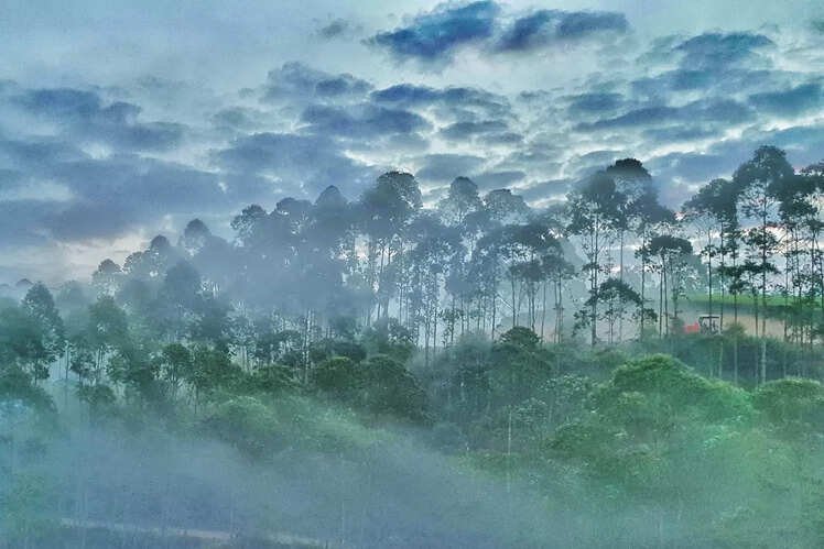 Munnar, Kerala