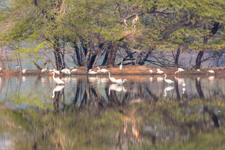 Sultanpur Bird Sanctuary