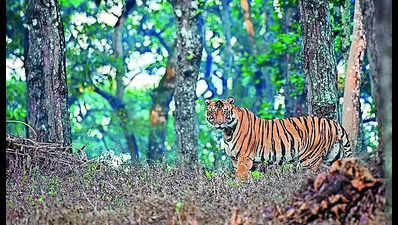 Male tigers’ fight for territory caught on camera in Similipal