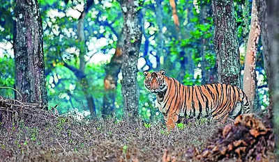 Similipal Bhubaneswar: Male Tigers’ Fight For Territory Caught On ...