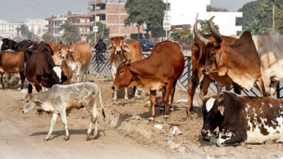 A first for Haryana: Sanctuary for cows to be set up by 2024 end