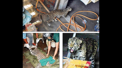 Leopard strays into busy Guwahati locality, injures three