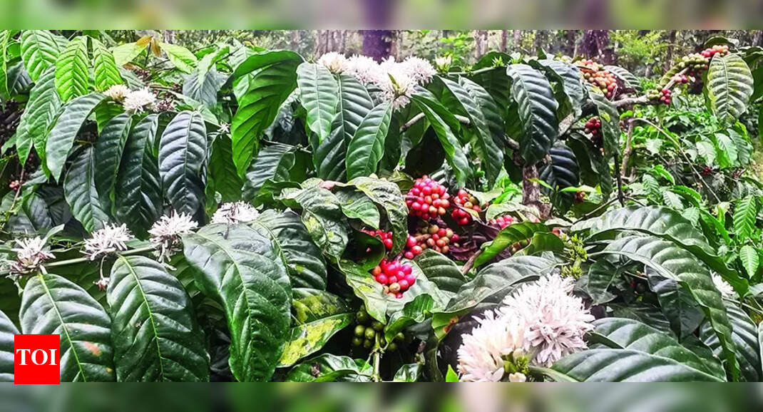 Coffee Growers Unseasonal Flowering in Coffee Plants Impact on Malnad