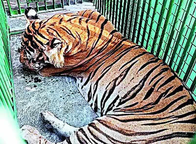 Man-Eater Tiger: Man-eater Tiger Translocated To Puthur Zoo | Kochi