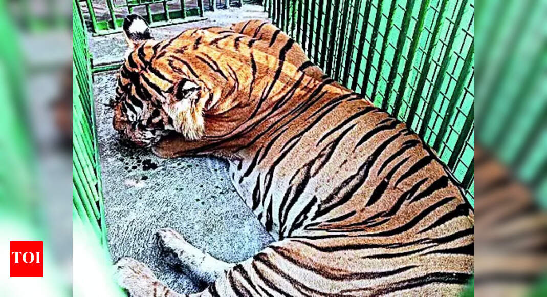 Man-Eater Tiger: Man-eater Tiger Translocated To Puthur Zoo | Kochi