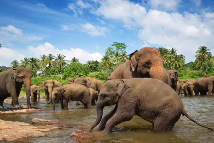 Sri Lanka