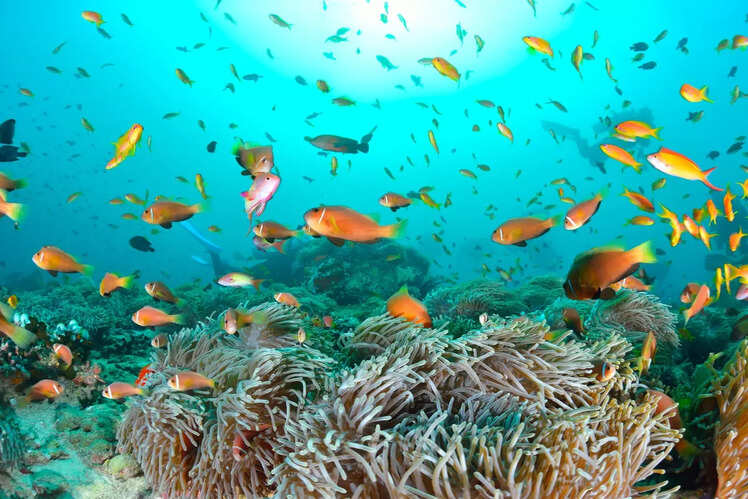 Maldives
