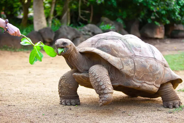 Seychelles