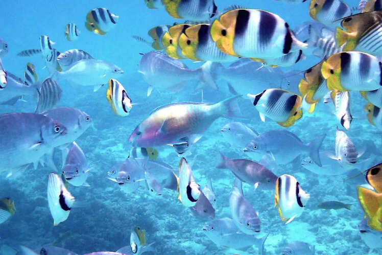 Cook Island