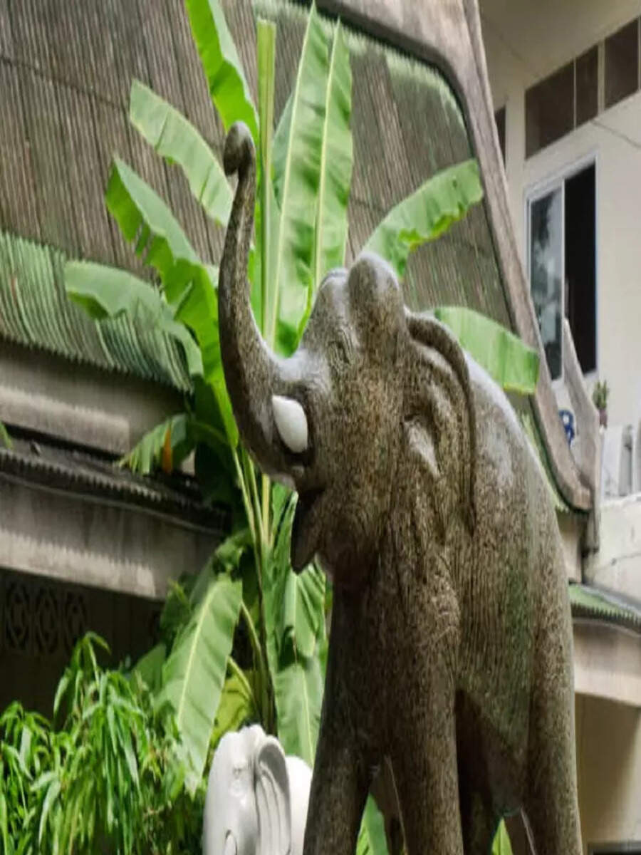 Vastu Tips for Keeping Elephant Figurines at Home Times Now
