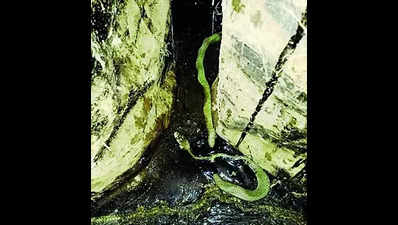 Cobra stuck in tar rescued at Puttur