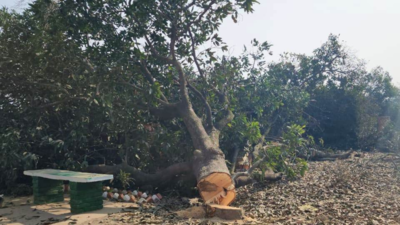 Pilibhit: DM forms panel to probe felling of mango trees in ‘green belt’