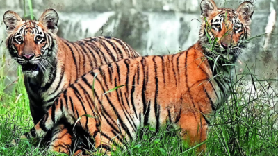 Hear them roar! Delhi zoo unveils Dhatri and Dhairya