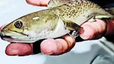 Exotic fish worth Rs 4.5 crore seized at Assam's Dibrugarh airport