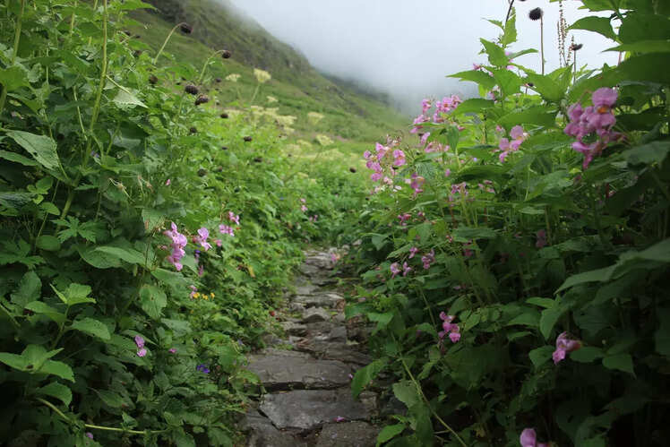 Valley of Flowers, Uttarakhand
