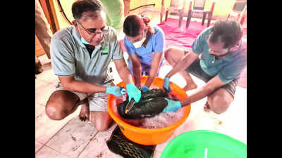 Cyclone aftermath: Pelican drenched in oil rescued