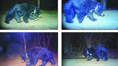 Wound marks help researchers estimate home range of sloth bears ...