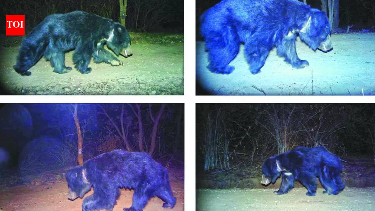 Wound marks help researchers estimate home range of sloth bears ...