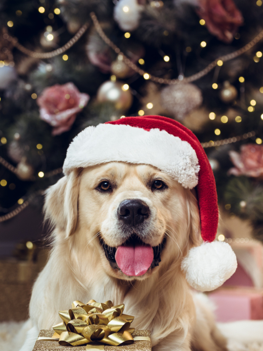 10 animals of Christmas from around the world | Times of India