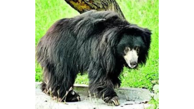 Once considered male, ‘Sunil’ starts sloth bear family at zoo
