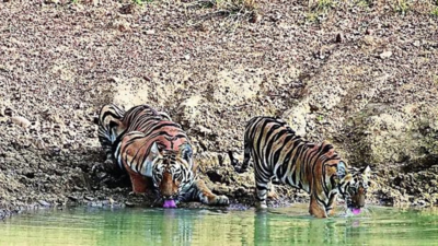 At 202, tiger deaths this year, highest in over a decade; maximum in Maharashtra
