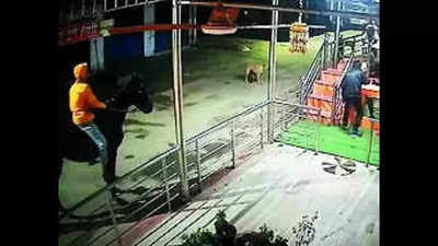 UP: Men on horseback try to steal temple cash, barking dogs foil bid