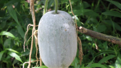 Ash gourd juice: Health benefits of consuming it regularly and how to make it