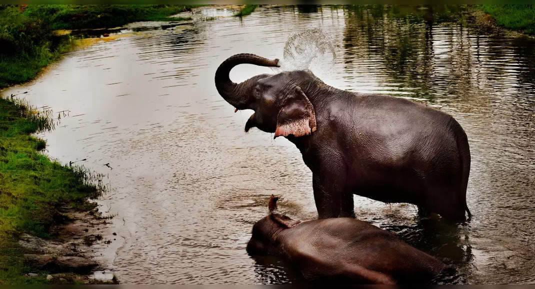 Jungle Safari In Assam's Manas National Park; Know All About It 