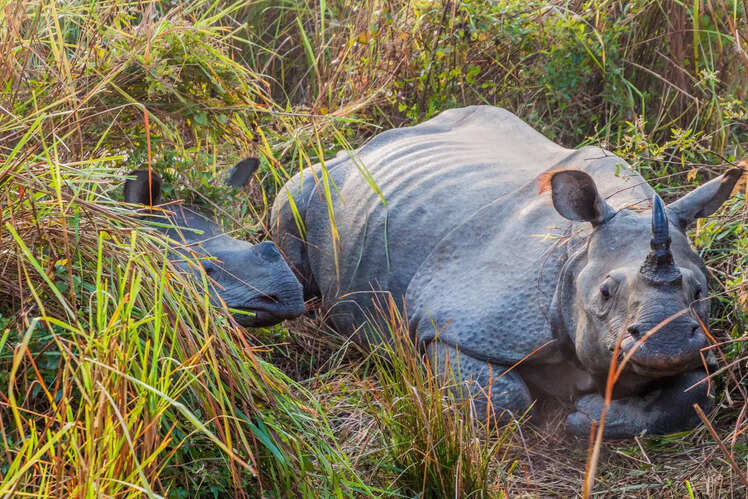 Orang National Park, Assam