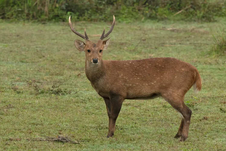 Dibru-Saikhowa National Park in Assam
