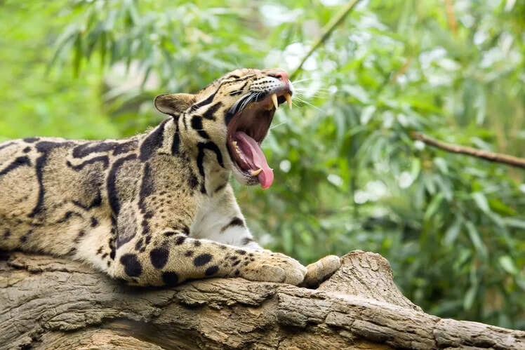 Nameri National Park, Assam