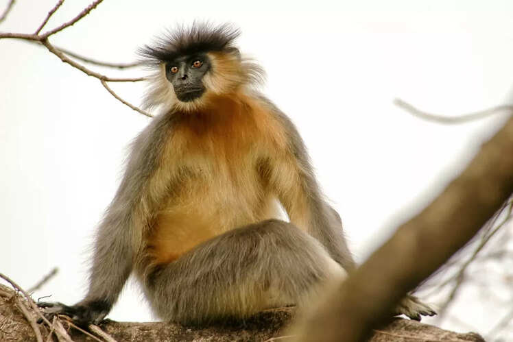 Manas National Park, Assam