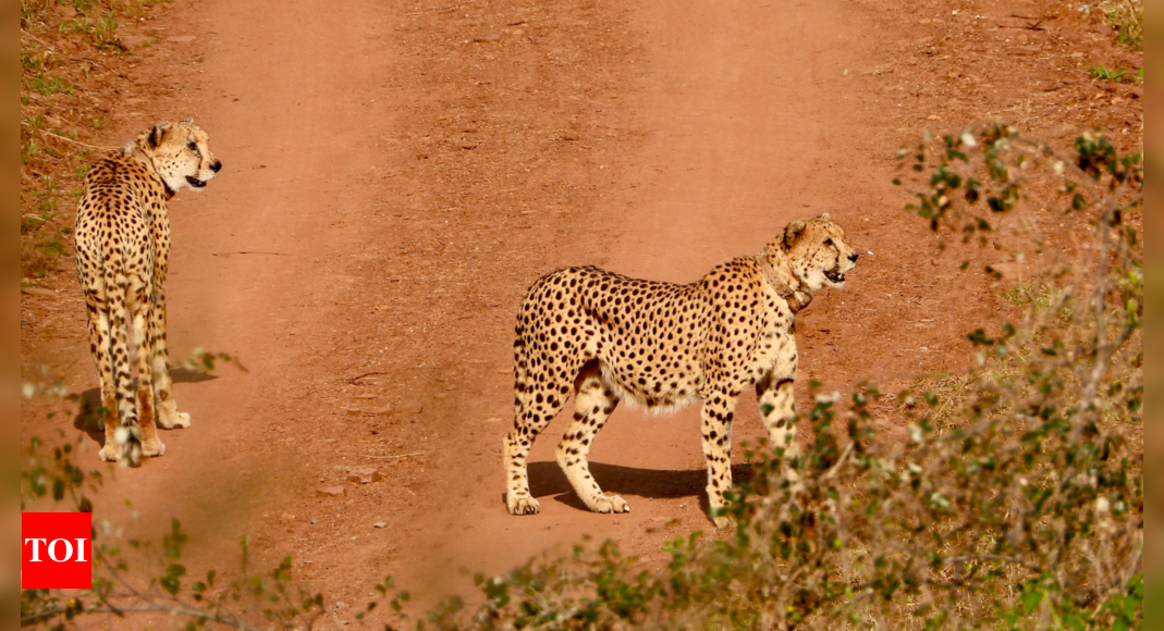 Cheetah Agni: Cheetah breaks out of Kuno, tranquillised | India News