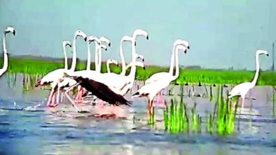 Gujarat: Water levels at Nalsarovar perfect to welcome birds