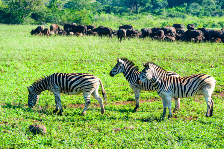 Kruger National Park, South Africa