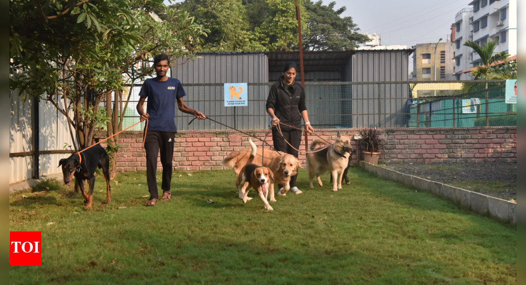 Pet hostels in high demand as holidayseason kicks in Times of India