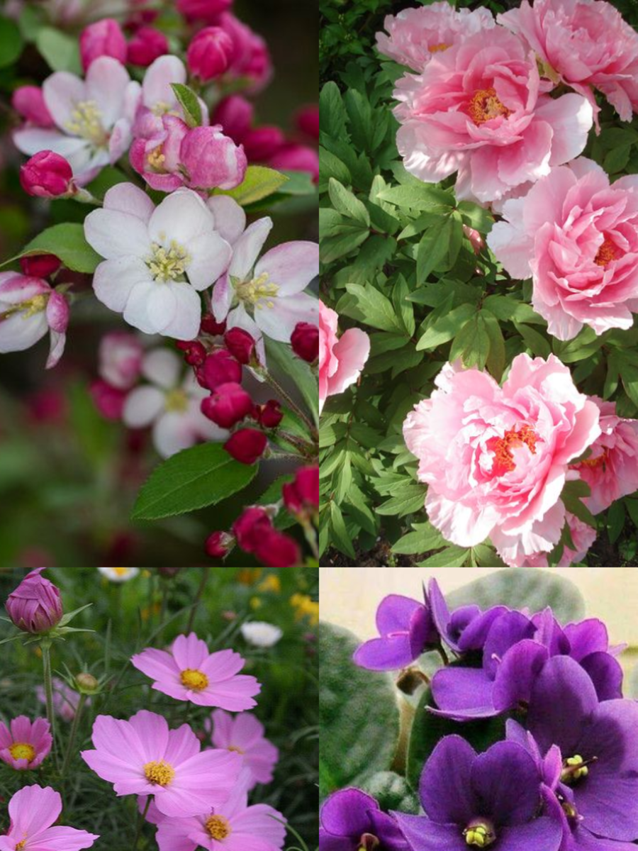 10 Flowers That Represent Peace Times Now