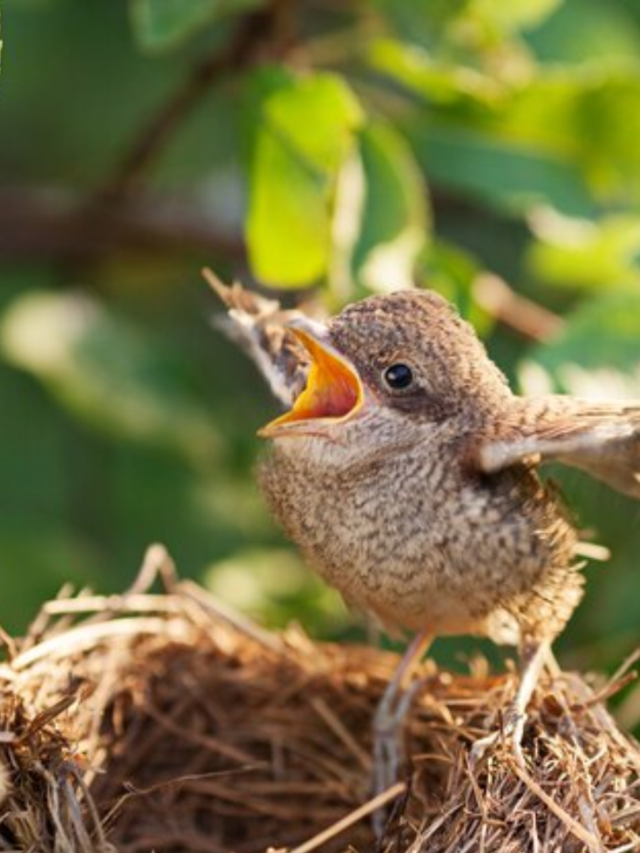 5 Birds That Kill Their Babies Times Now