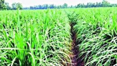 Sugar prices to rise due to reduced sugarcane output in UP
