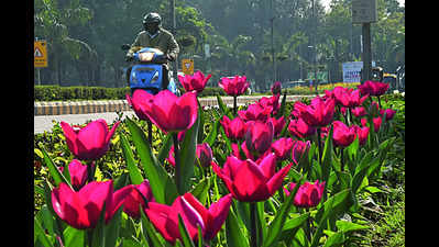 Tulips to adorn DDA parks this winter season