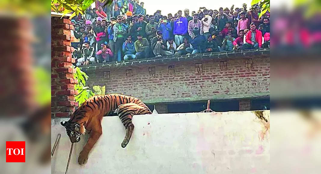 Pilibhit Tigress: Pilibhit Tigress Strays into Farmhouse - Shocking ...